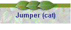 Jumper (cat)